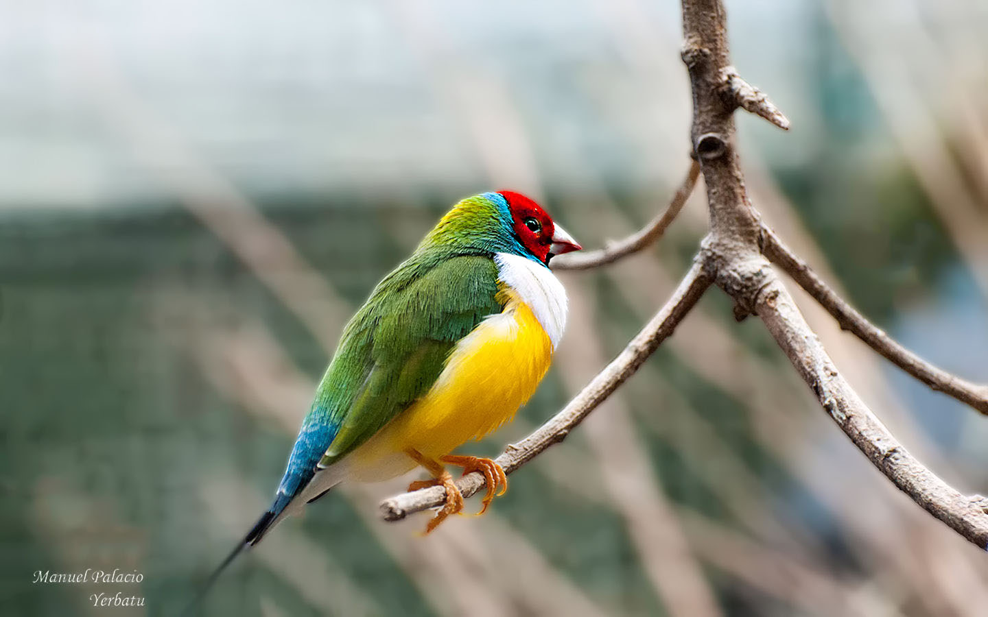 DIAMANTE DE GOULD