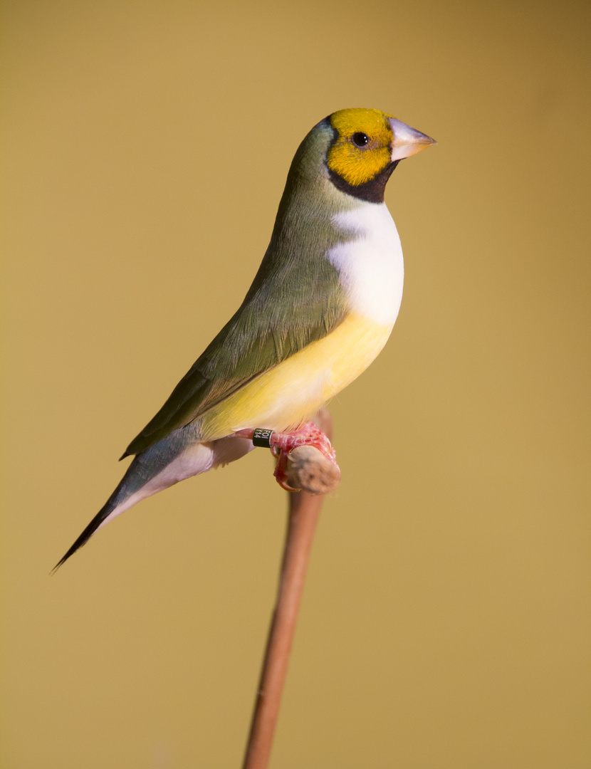 Diamante Di Gould