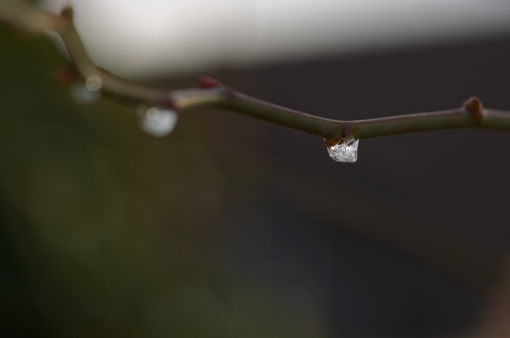 Diamanten für Vögel