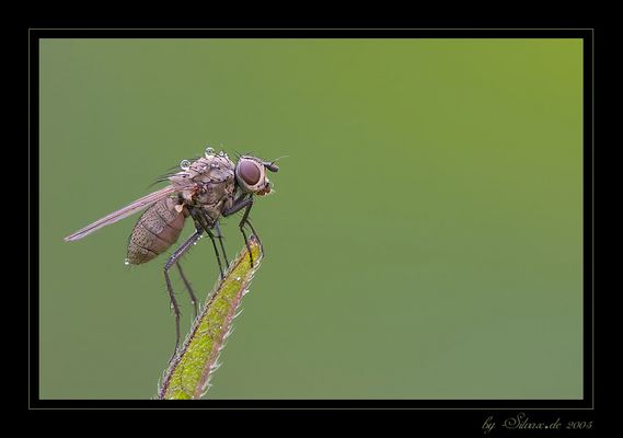 Diamantentransporter