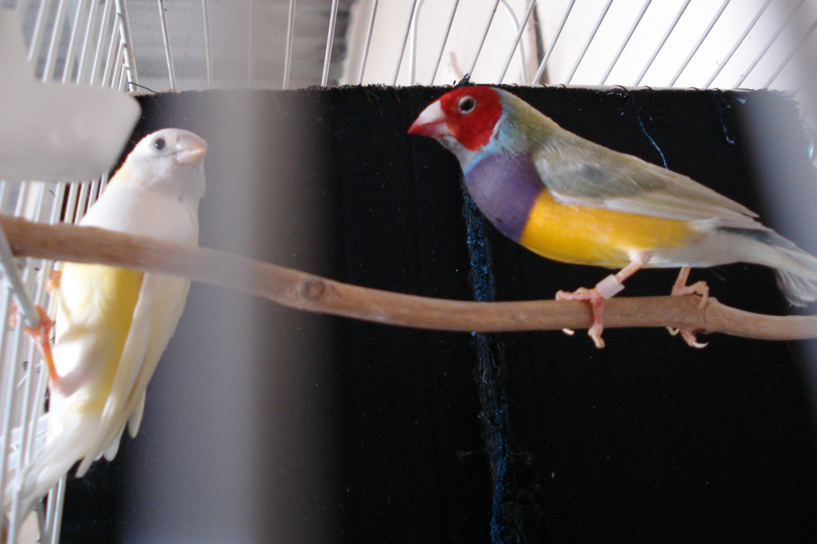 Diamantes de gould (pareja)