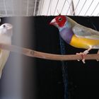 Diamantes de gould (pareja)