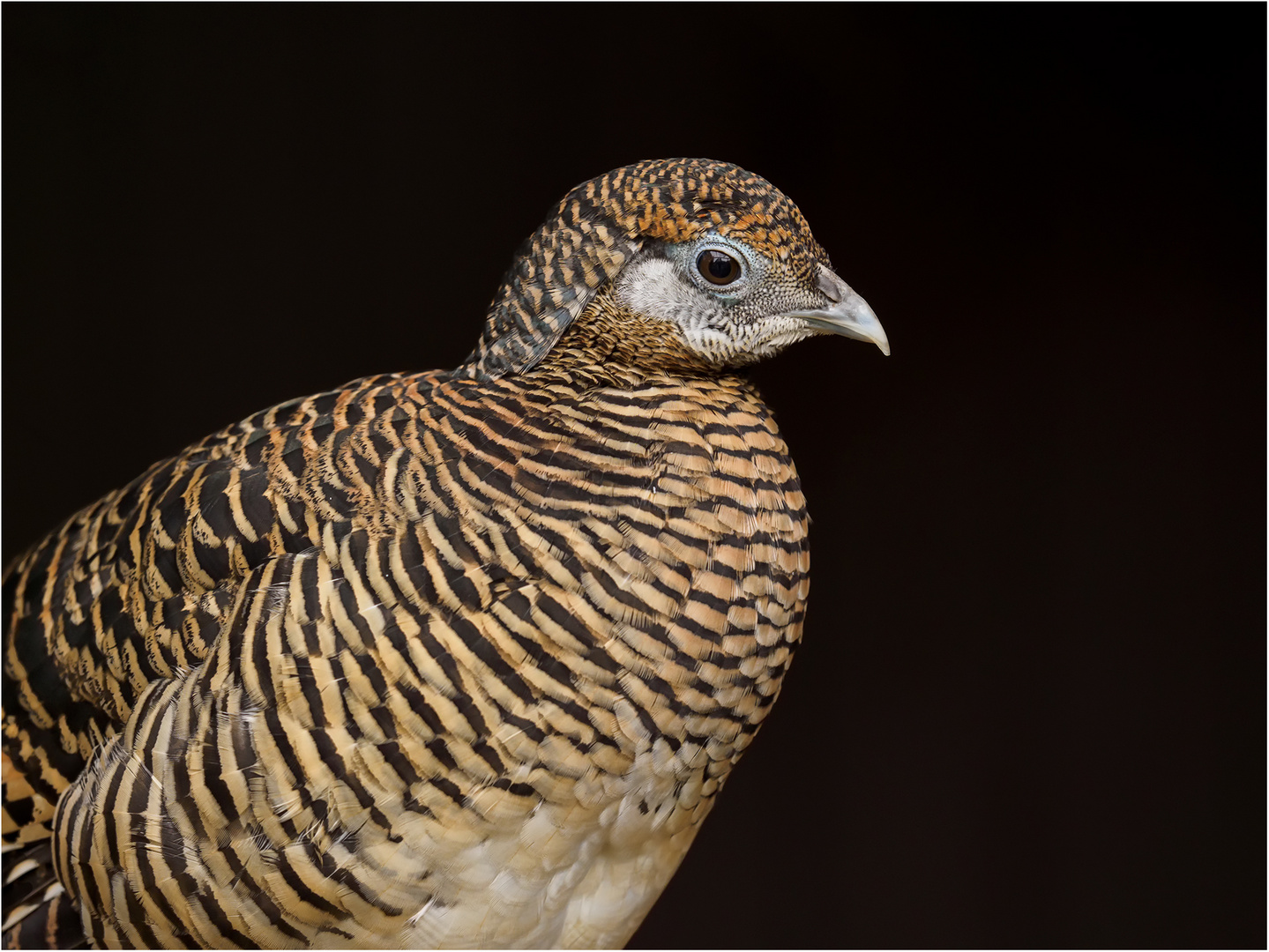 Diamantfasan Foto & Bild vögel, birds, fasane Bilder auf