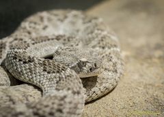 Diamantklapperschlange im Exotarium Oberhof