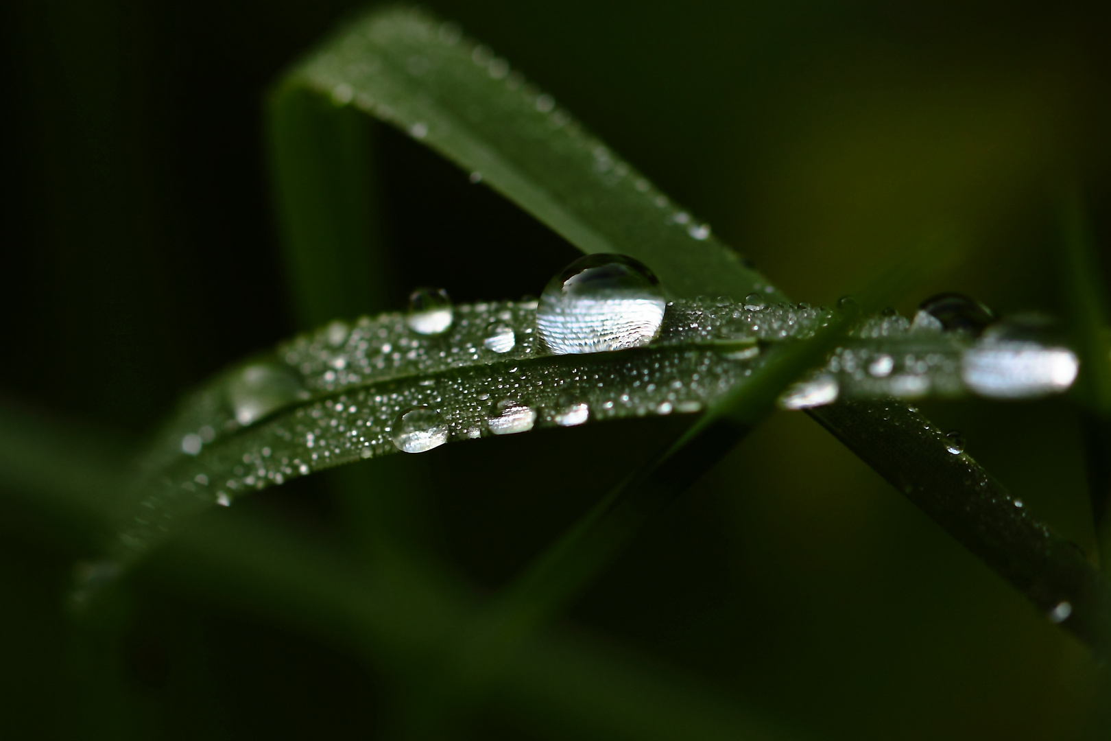 diamants de rosée