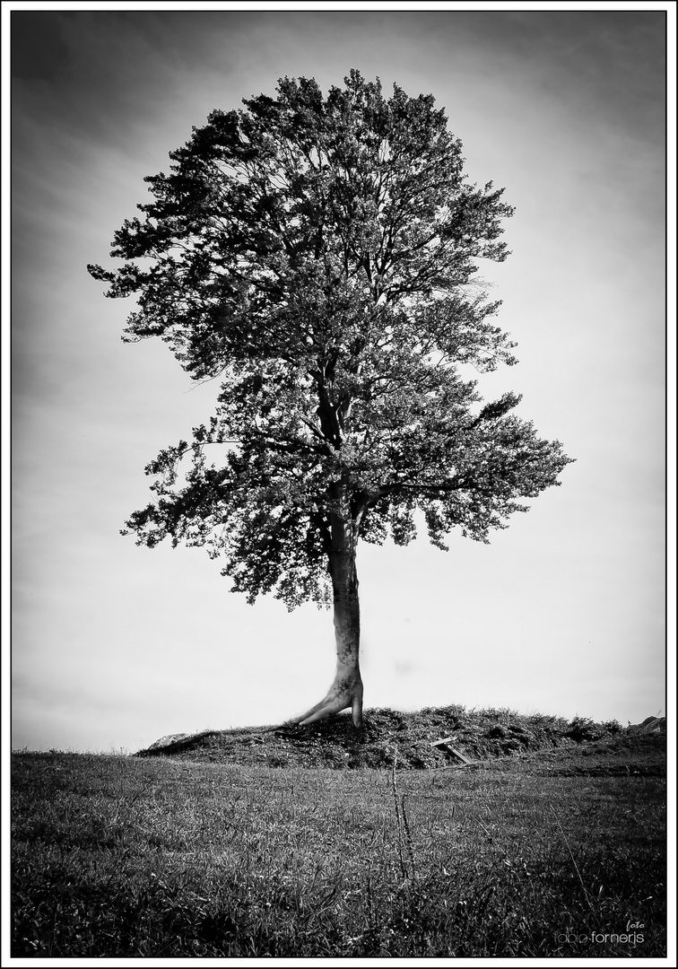 Diamo una mano agli alberi