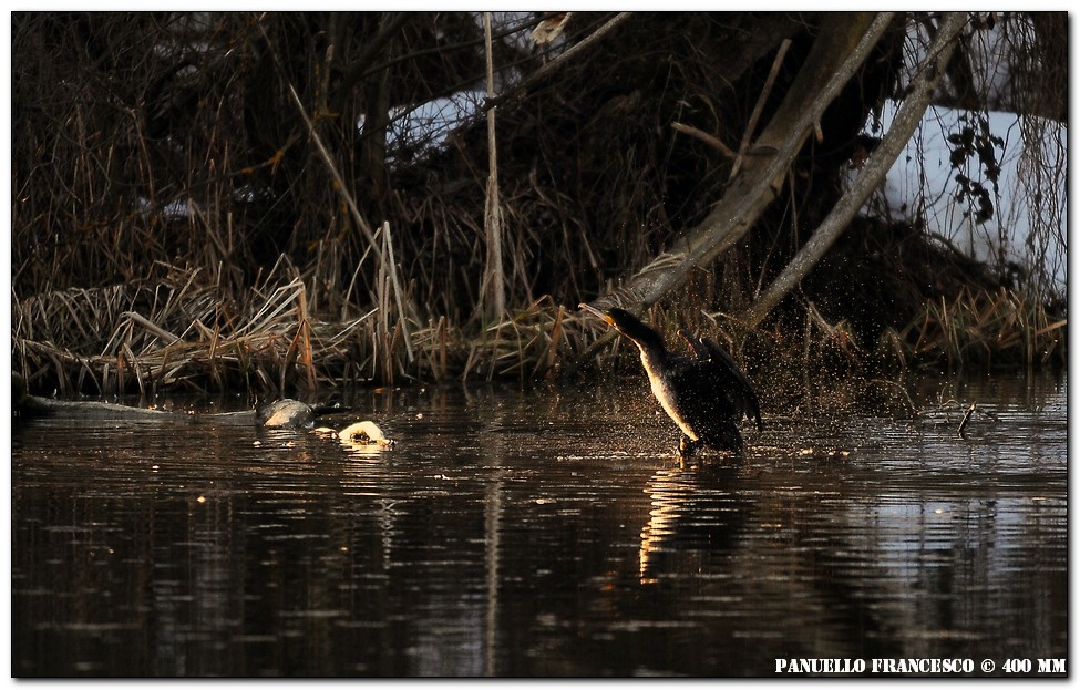 diamoci un'asciugatina...cormorano