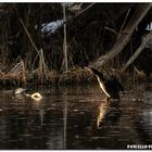 diamoci un'asciugatina...cormorano