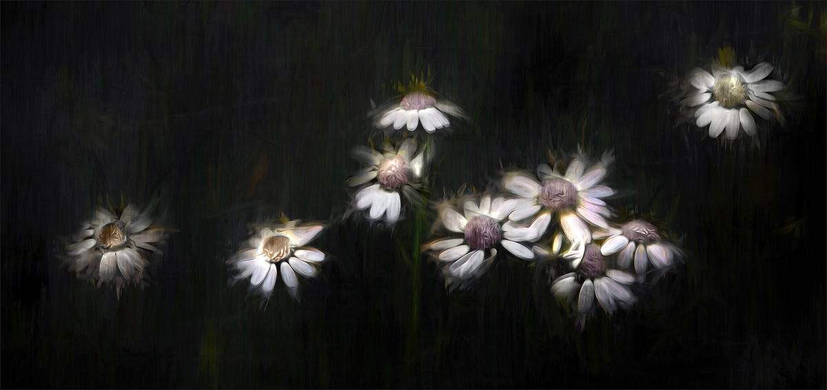 diamond daisies