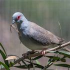 Diamond Dove looking for nesting material