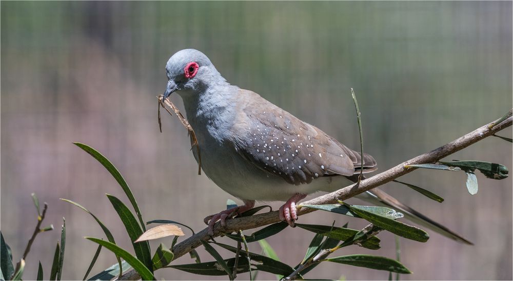 Diamond Dove looking for nesting material