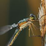 ~ Diamond Dress ~ (Lestes sponsa, w)