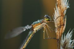 ~ Diamond Dress ~ (Lestes sponsa, w)