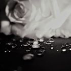 Diamonds Tears......