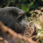 Dian Fossey hätte ihre Freude