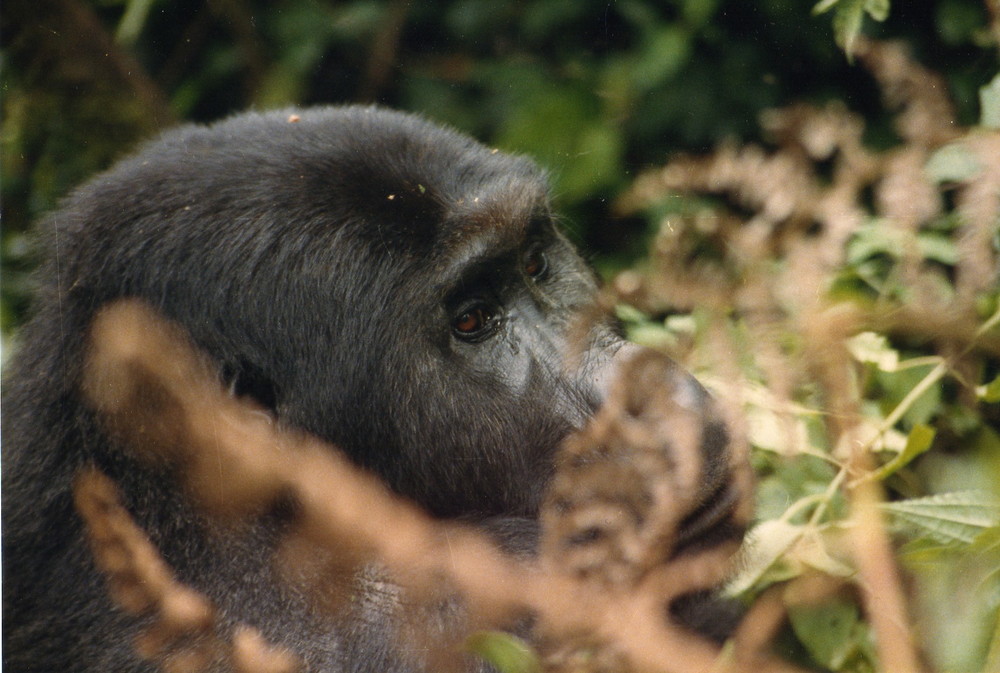 Dian Fossey hätte ihre Freude