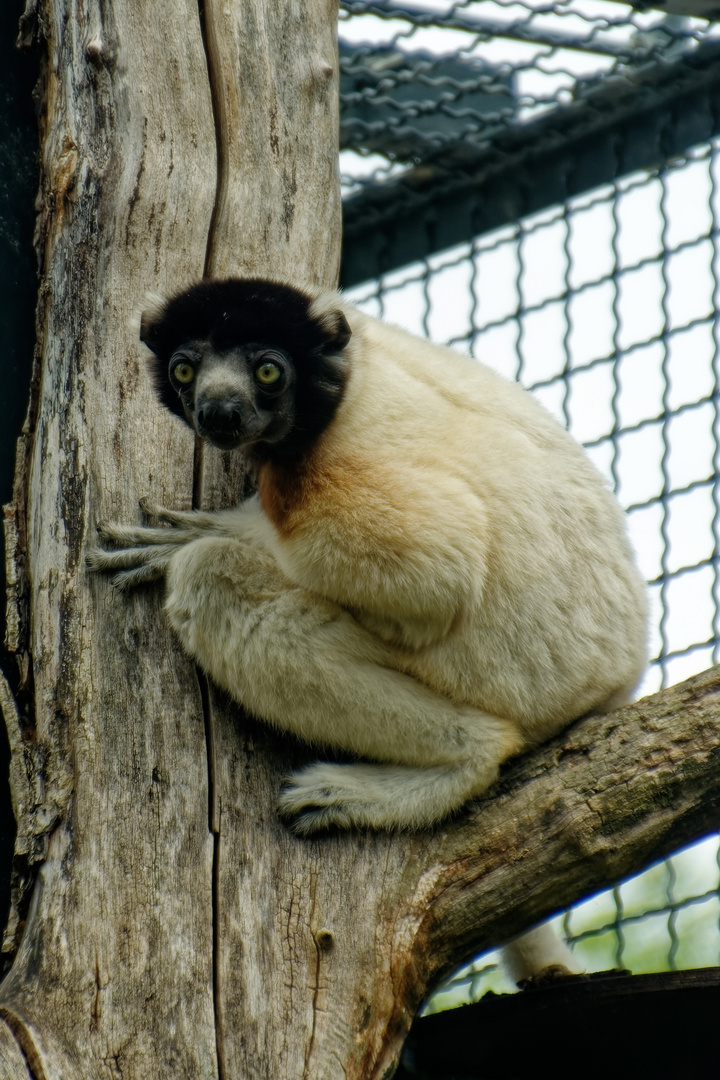 Diana-Meerkatzen  