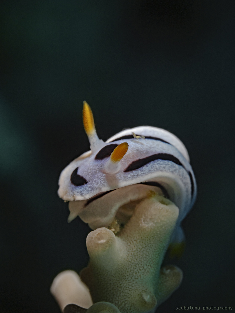 Diana Prachtsternschnecke