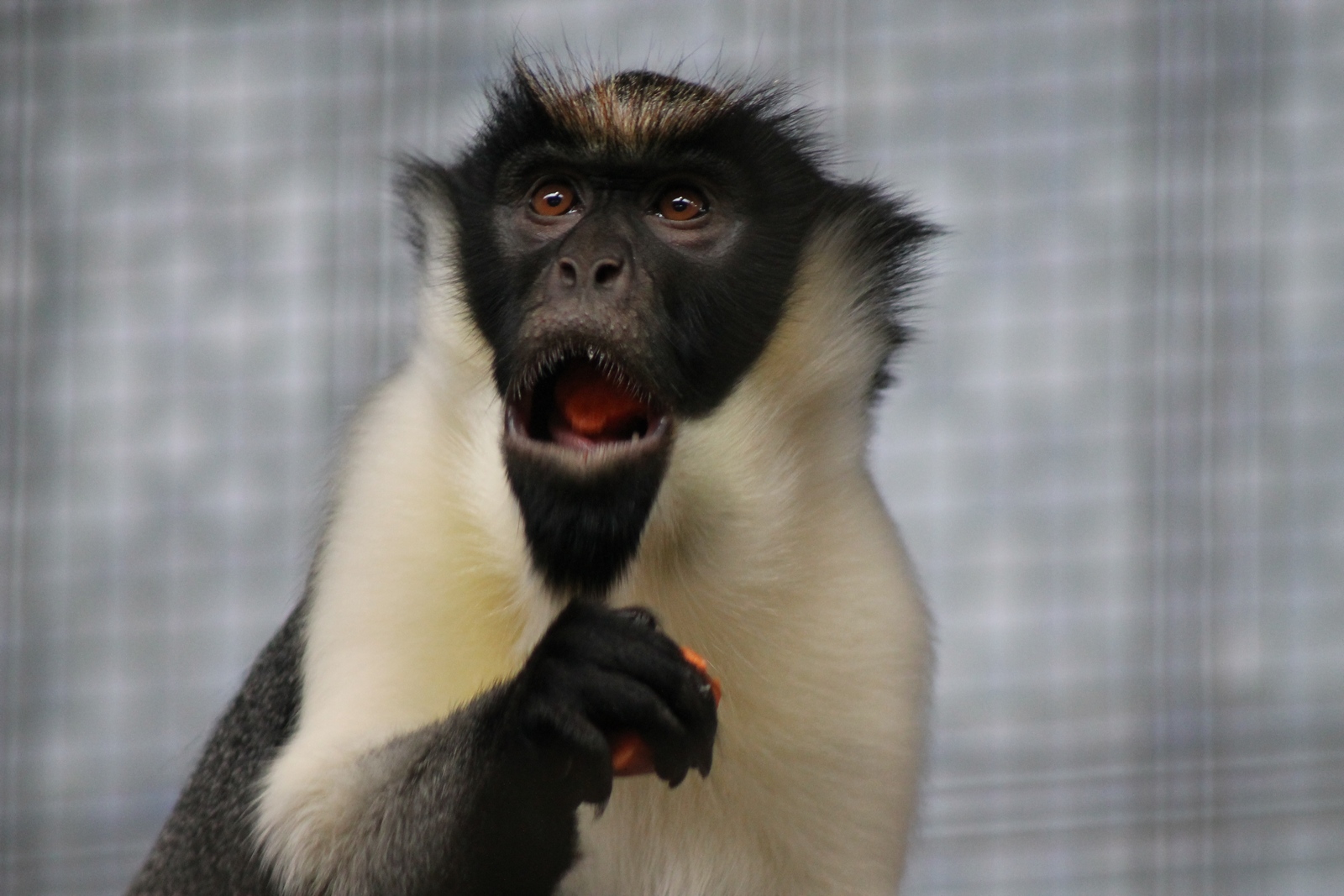 Dianameerkatze im Duisburger Zoo!