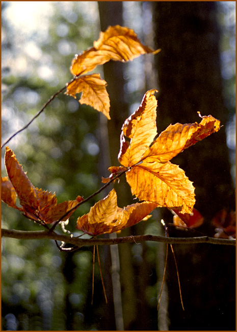 Diana's Beech