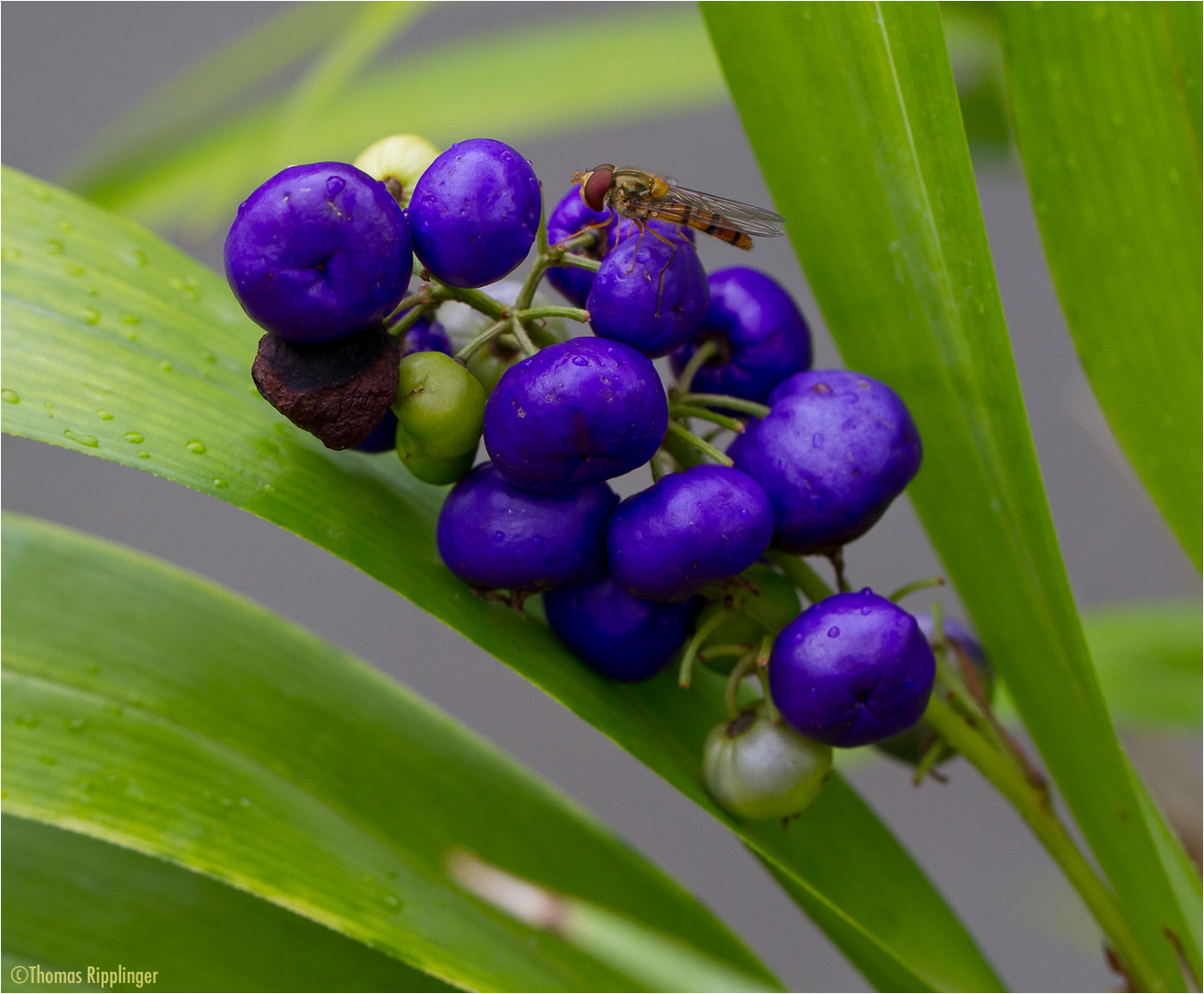 Dianella tasmanica