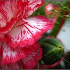 Dianthus