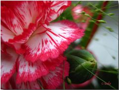 Dianthus