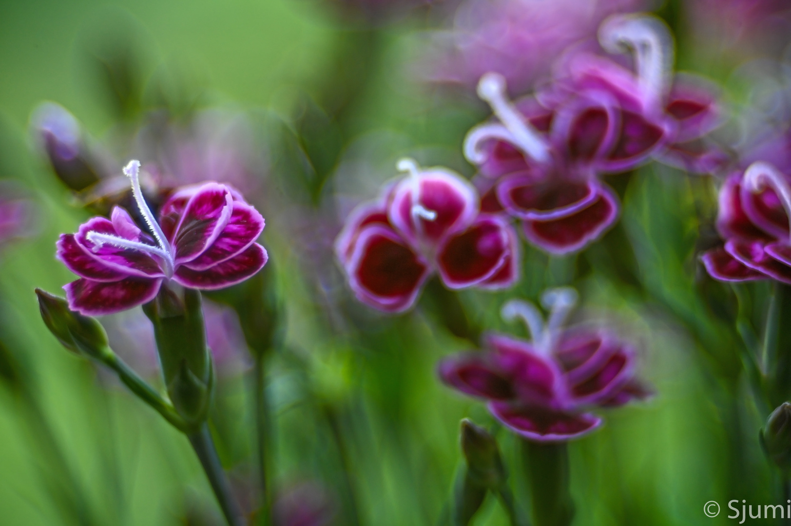 Dianthus