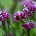 Dianthus