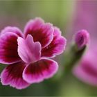 Dianthus