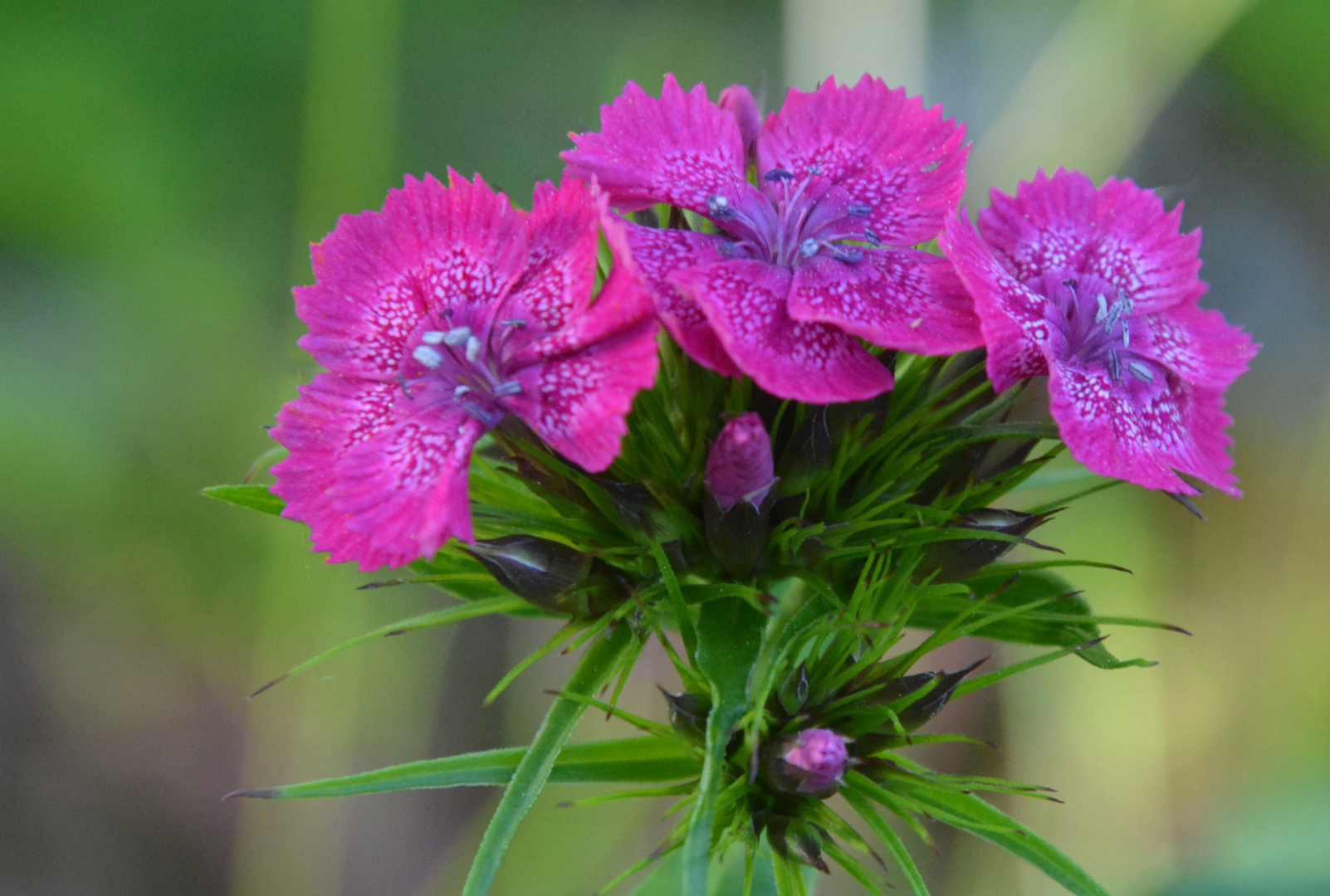 Dianthus