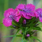 Dianthus