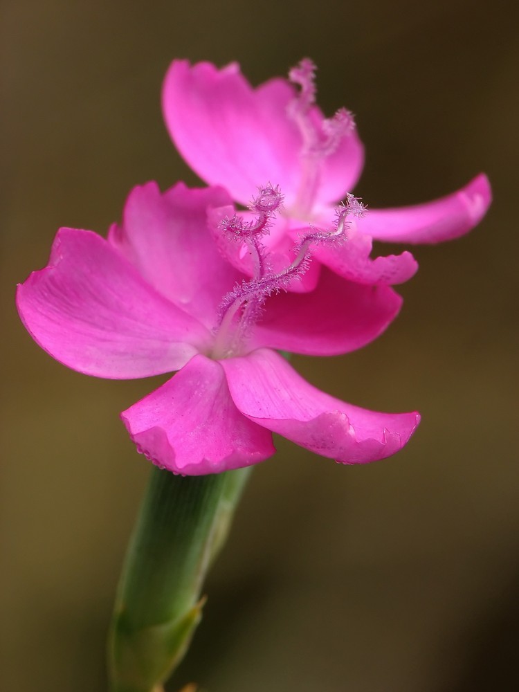 Dianthus