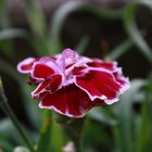 dianthus