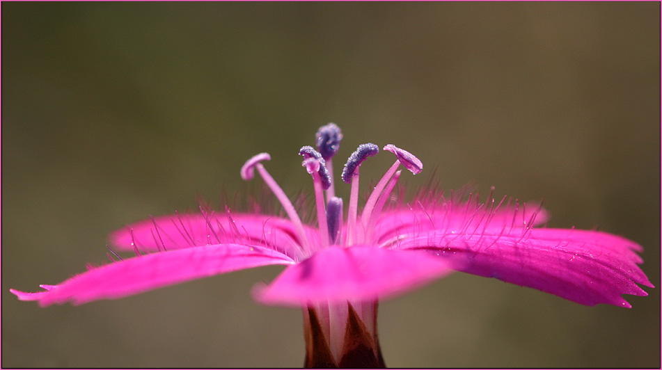 Dianthus