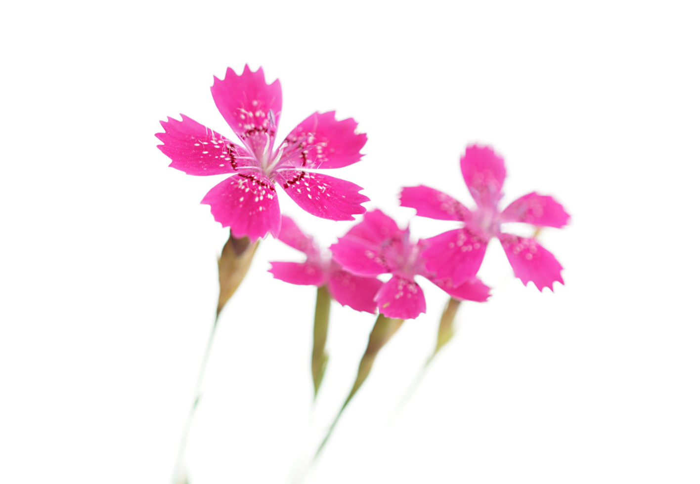 Dianthus Foto & Bild makro, natur, blumen Bilder auf