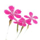 Dianthus