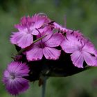 Dianthus carthusianorum - Karthäusernelke