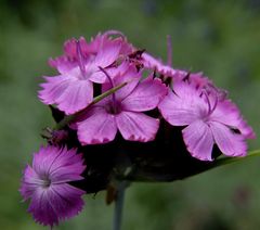 Dianthus carthusianorum - Karthäusernelke