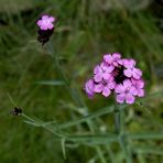 Dianthus carthusianorum - Karthäusernelke Bild2