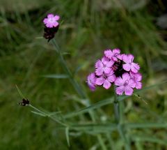 Dianthus carthusianorum - Karthäusernelke Bild2