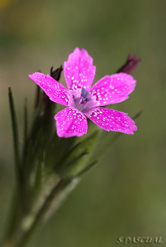 Dianthus deltoides.