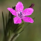 Dianthus deltoides.