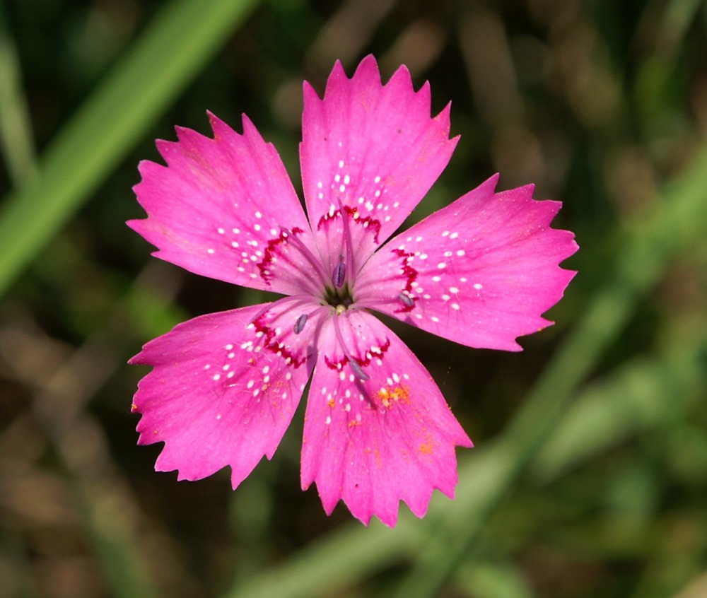 Dianthus deltoides - Heide Nelke