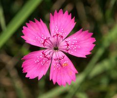 Dianthus deltoides - Heide Nelke