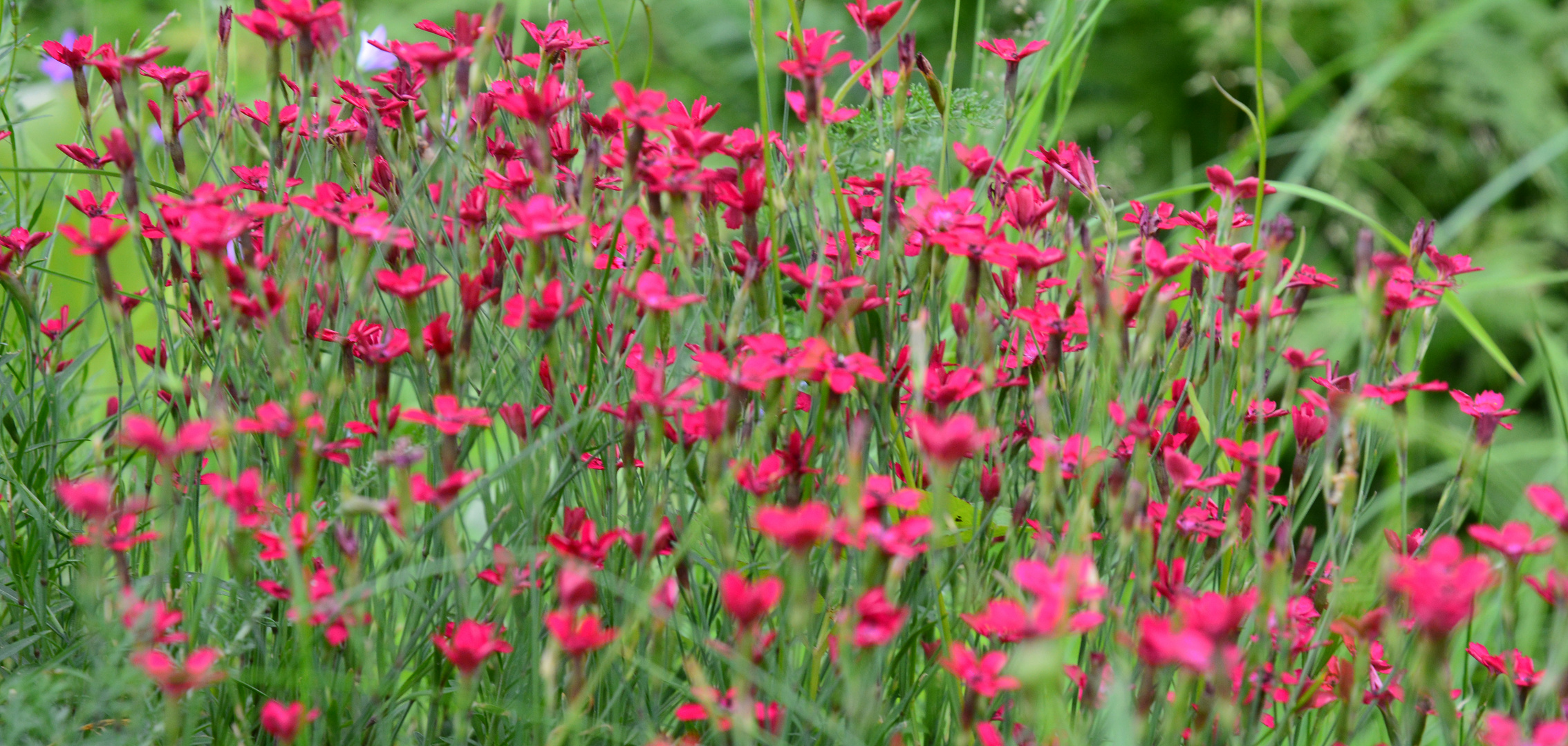 Dianthus