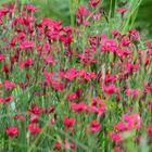 Dianthus