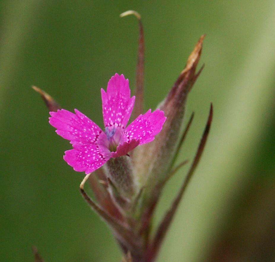 Dianthus etwas näher