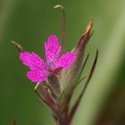 Dianthus etwas näher