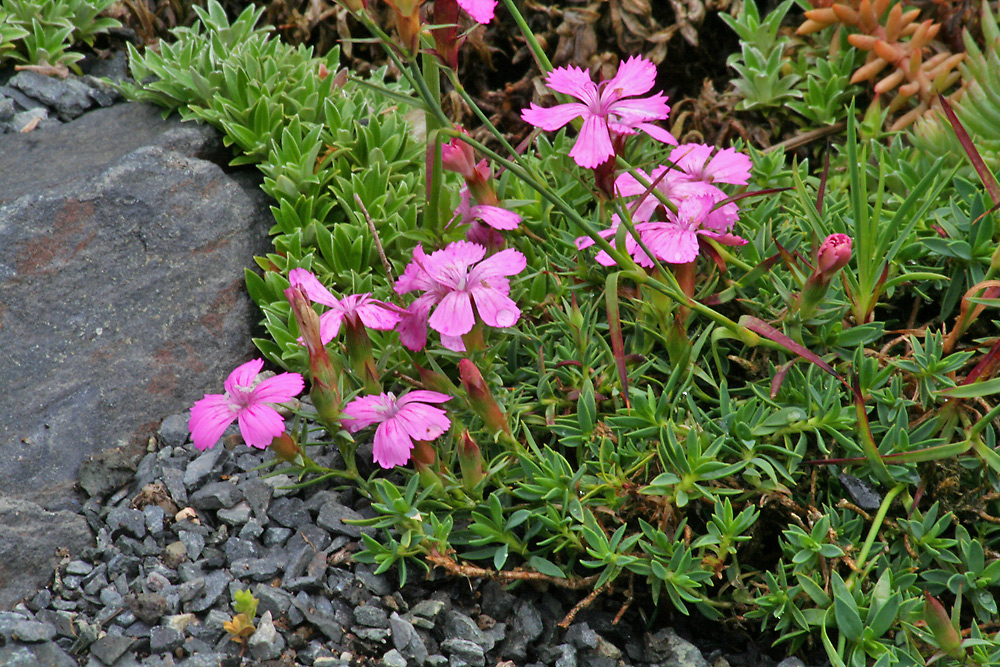 Dianthus glacialis - Gletscher Nelke  eine weitere Rarität im Alpinum in nur  155 Meter Höhe